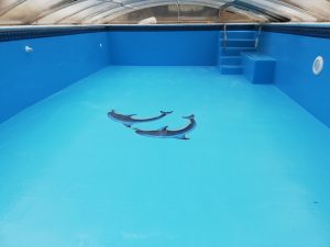 swimming pool lining options